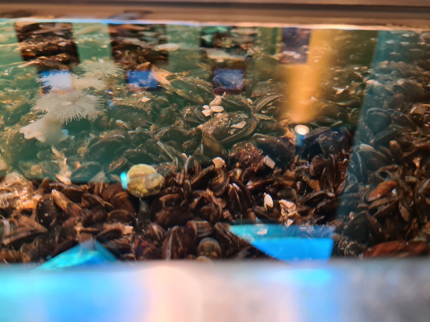 Rock pool - Blue mussels