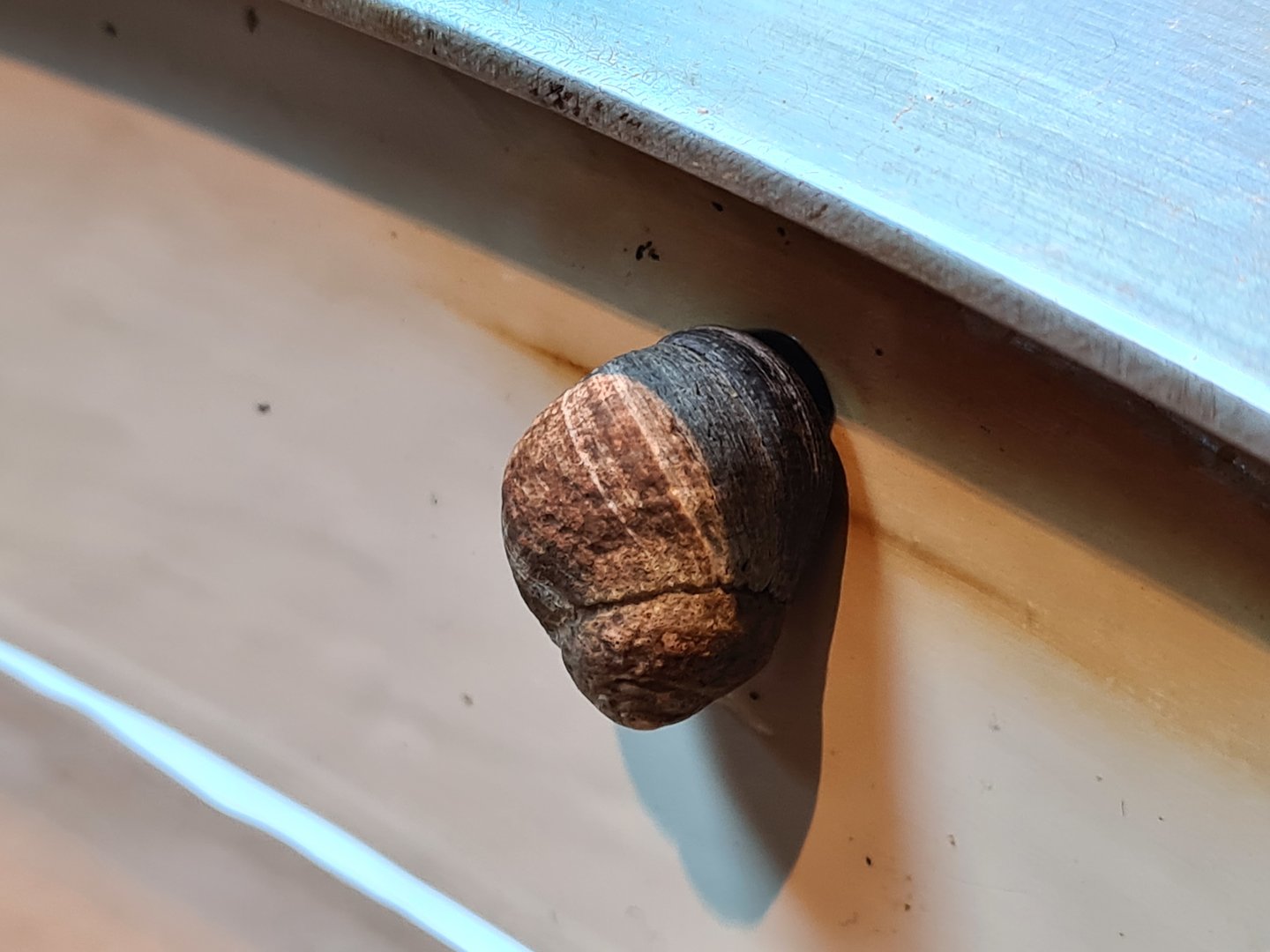 Rock pool - Common periwinkle