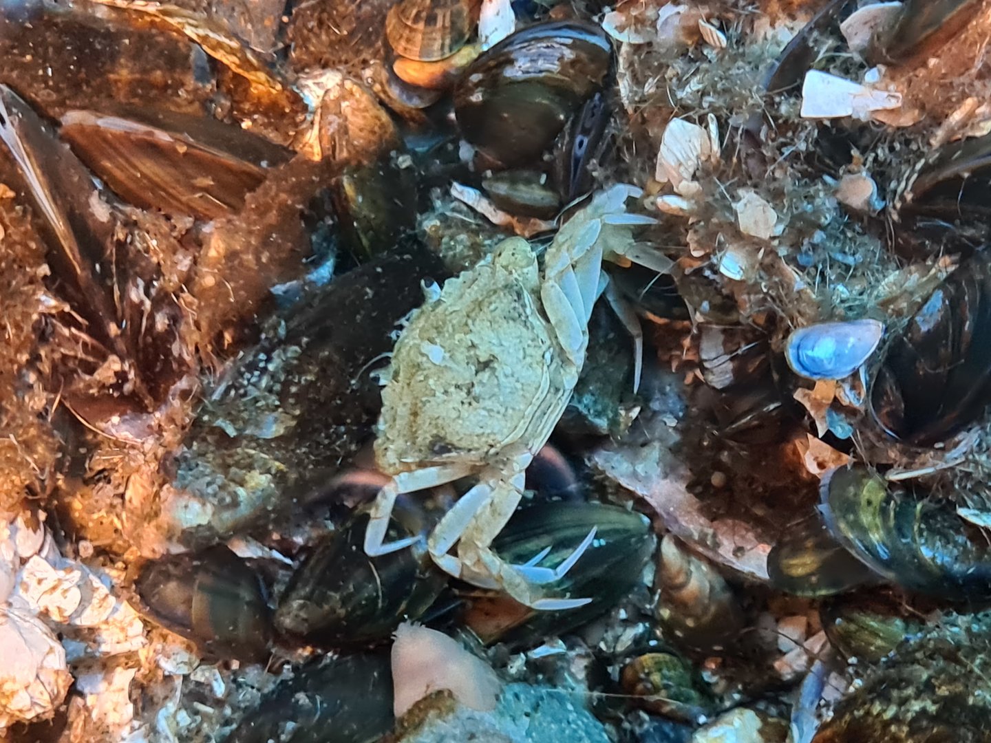Rock pool - European shore crab