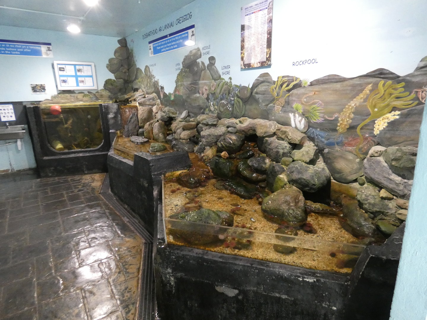 Rock pool exhibit - Anglesey Sea Zoo