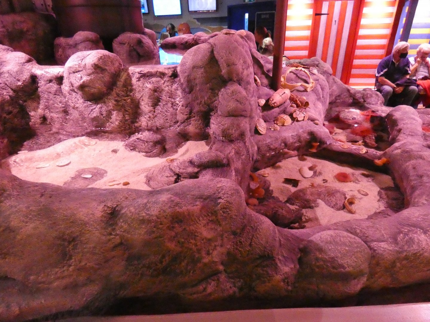 Rock pool exhibit