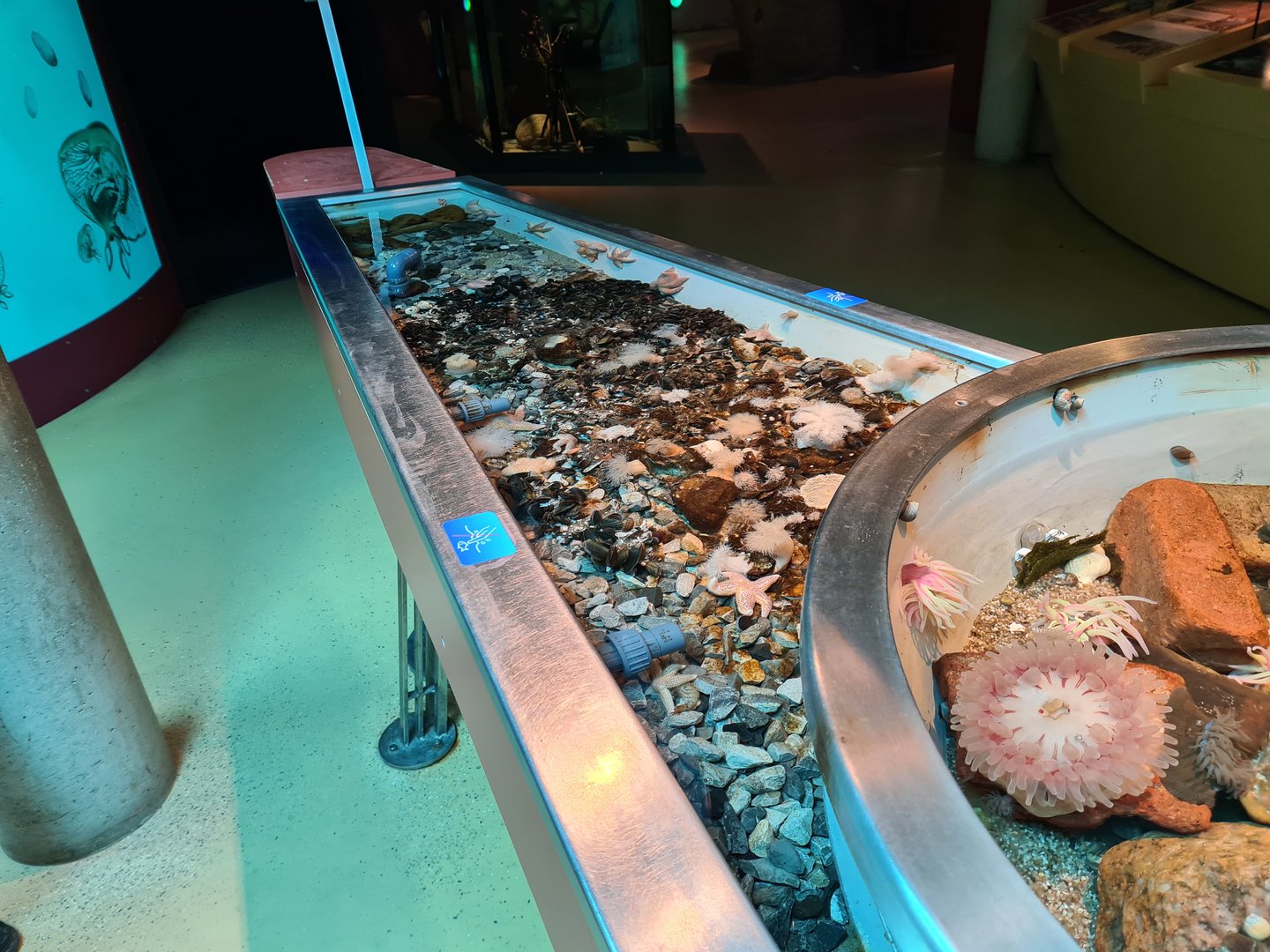 Rock pool - Left pool