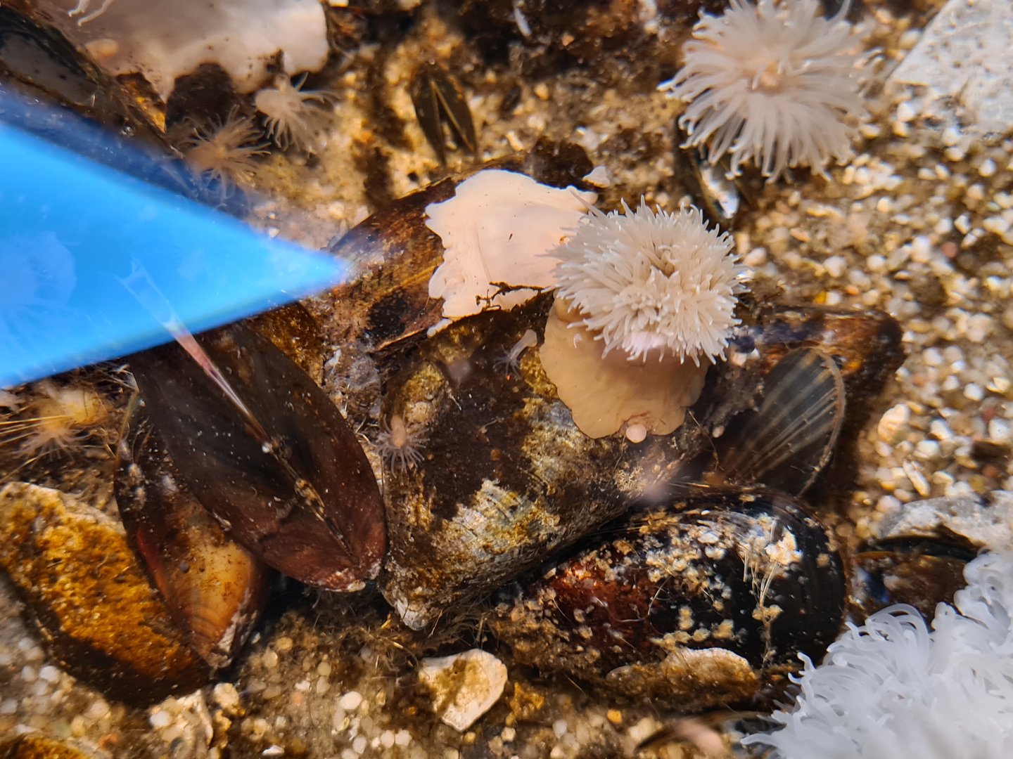 Rock pool - Plumose anemone