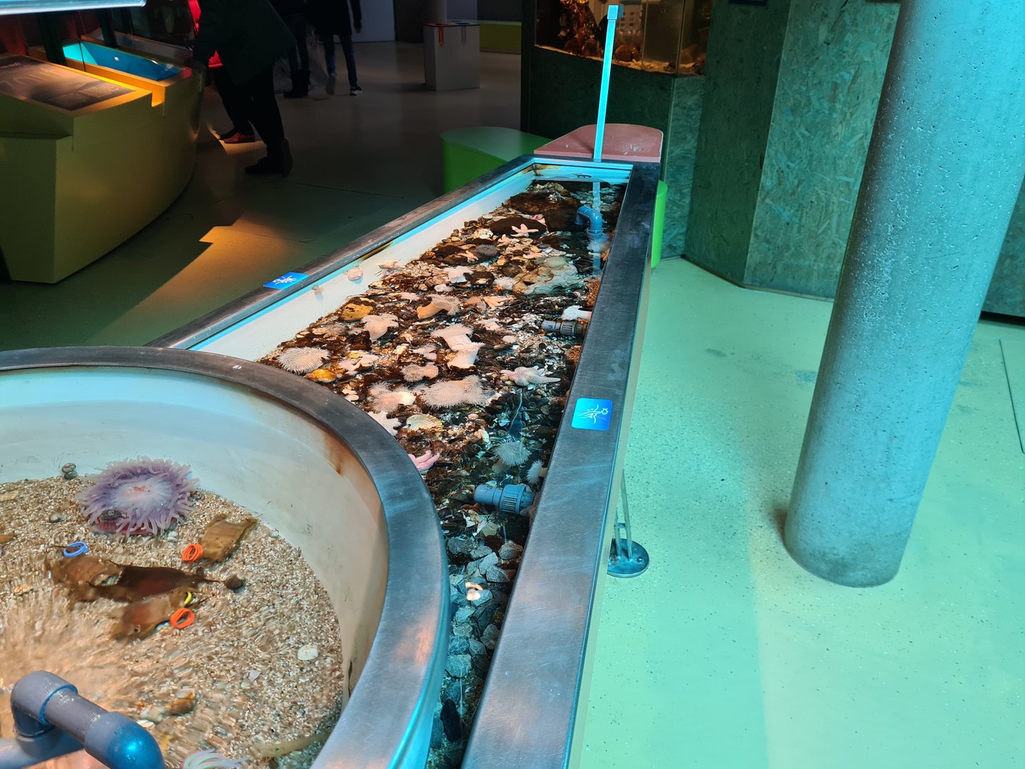 Rock pool - Right pool