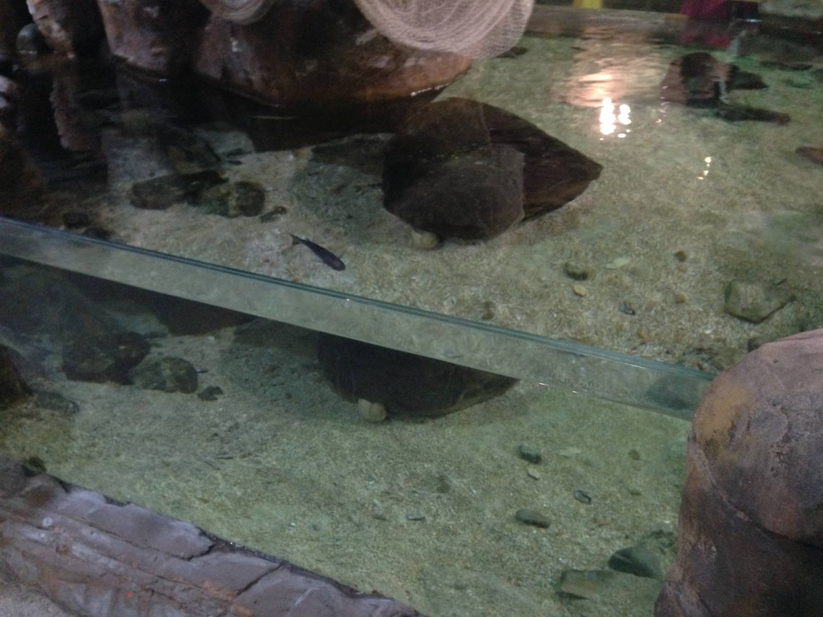 Rock Pool Tank at Blue Planet Aquarium - 05/10/2013