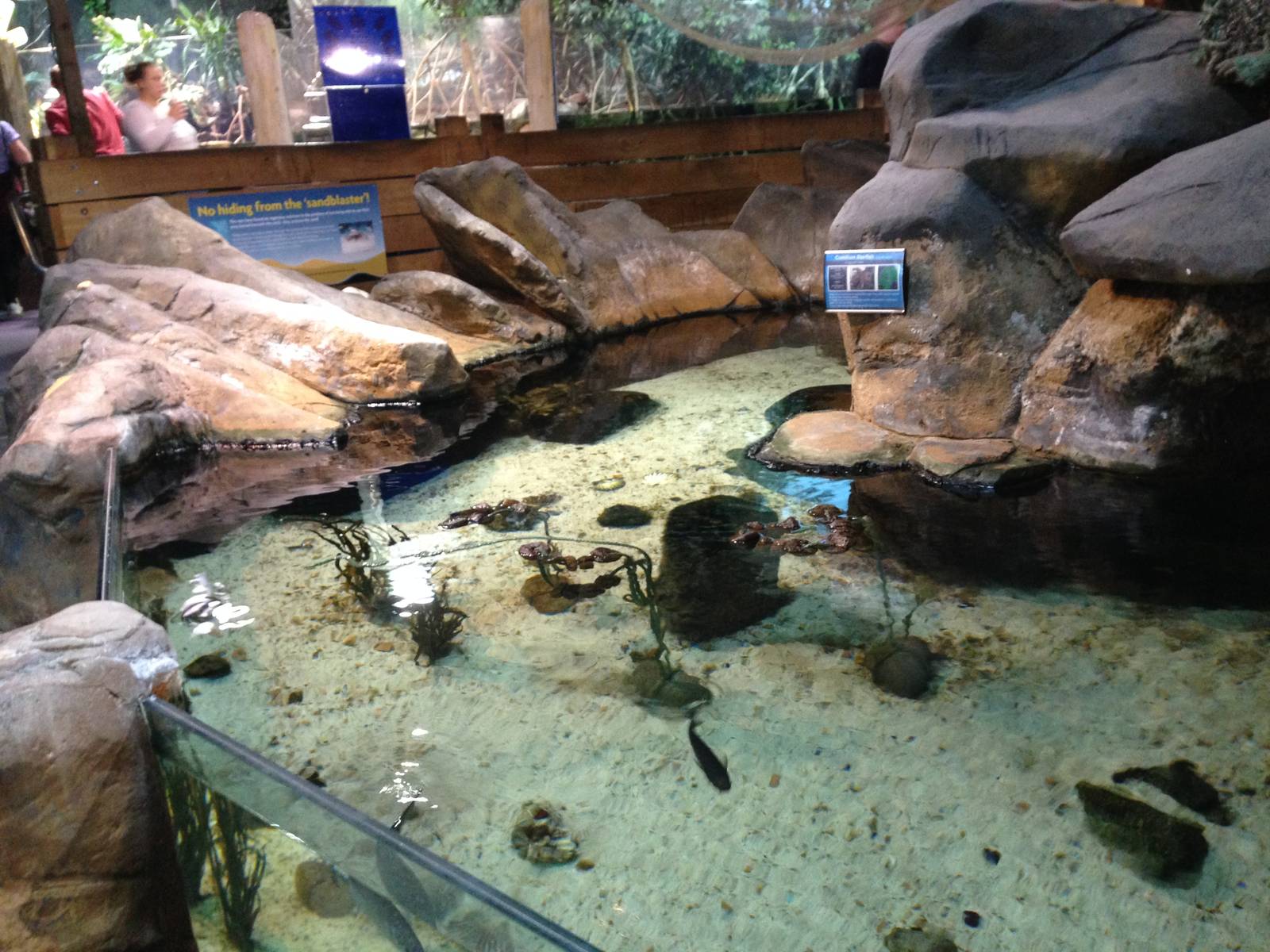 Rock Pool Tank at Blue Planet Aquarium - 05/10/2013