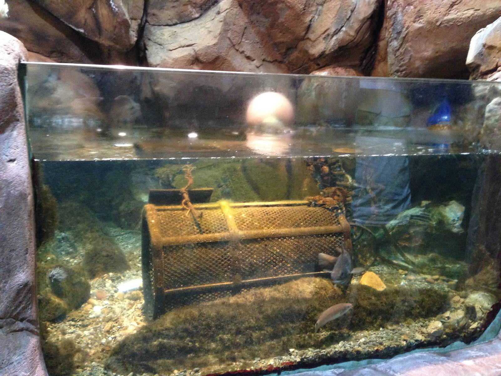 Rock Pool Tank at Blue Planet Aquarium - 05/10/2013