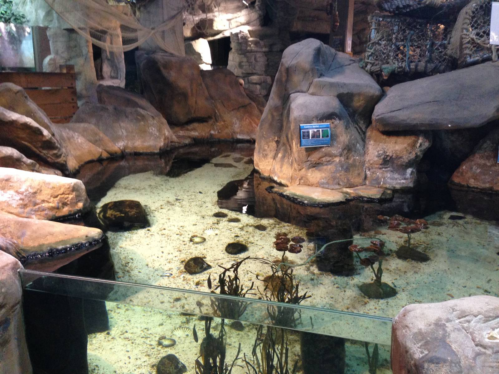 Rock Pool Tank at Blue Planet Aquarium - 05/10/2013
