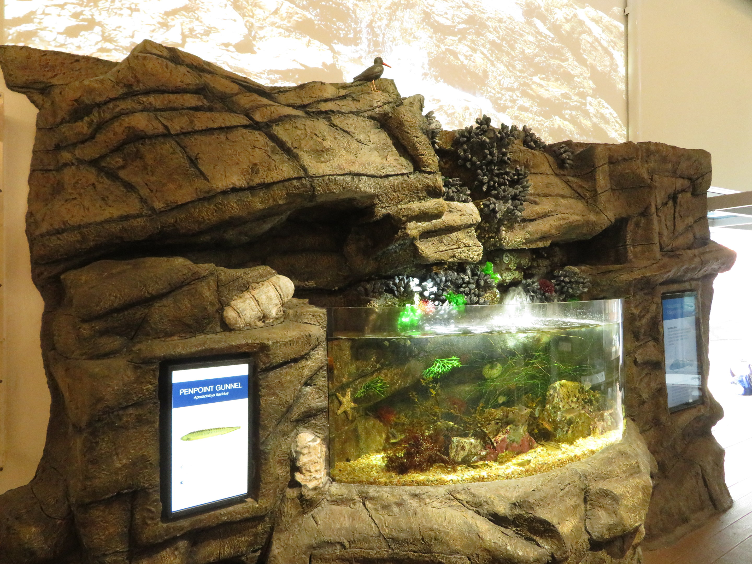 Rock Pool Tank (bird is fake)