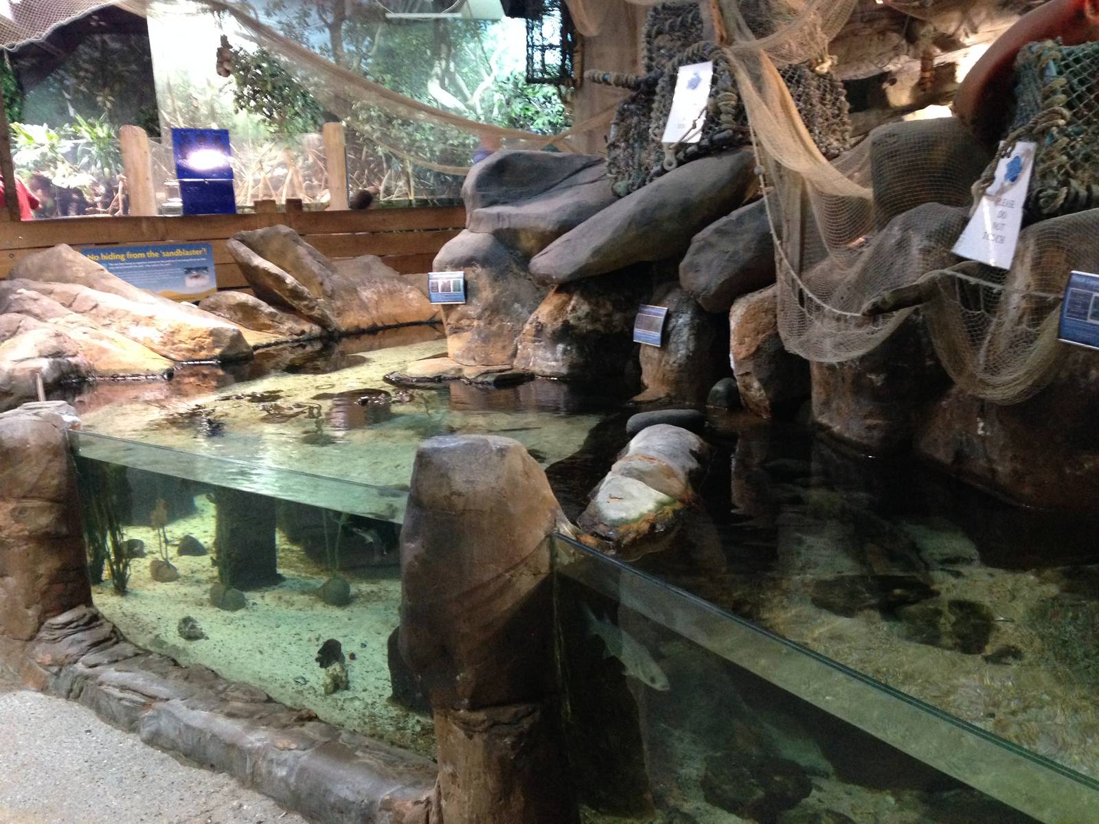 Rock Pool Tanks at Blue Planet Aquarium - 05/10/2013