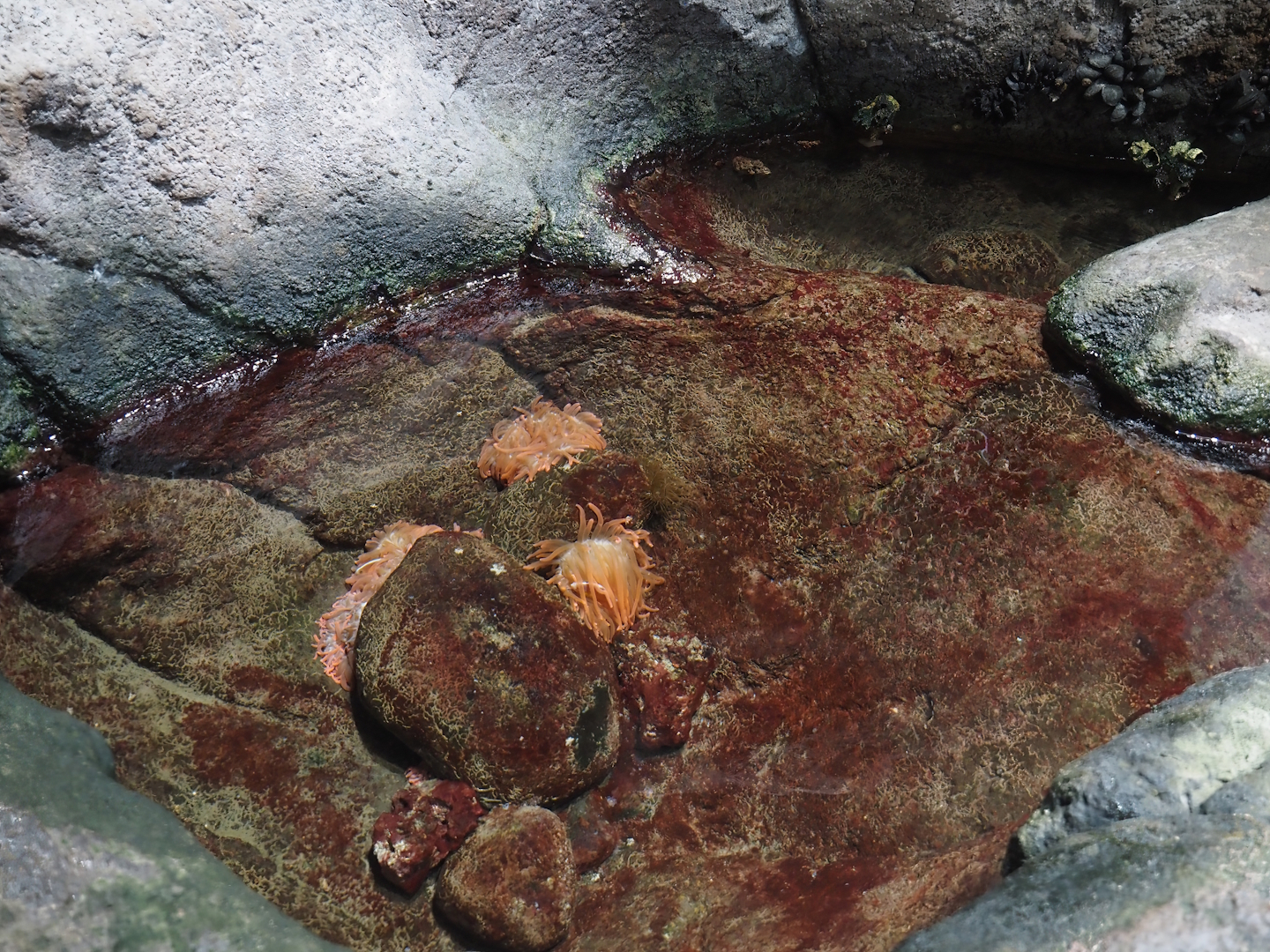 Rock pool with anemones and clownfish, 2025-05-17
