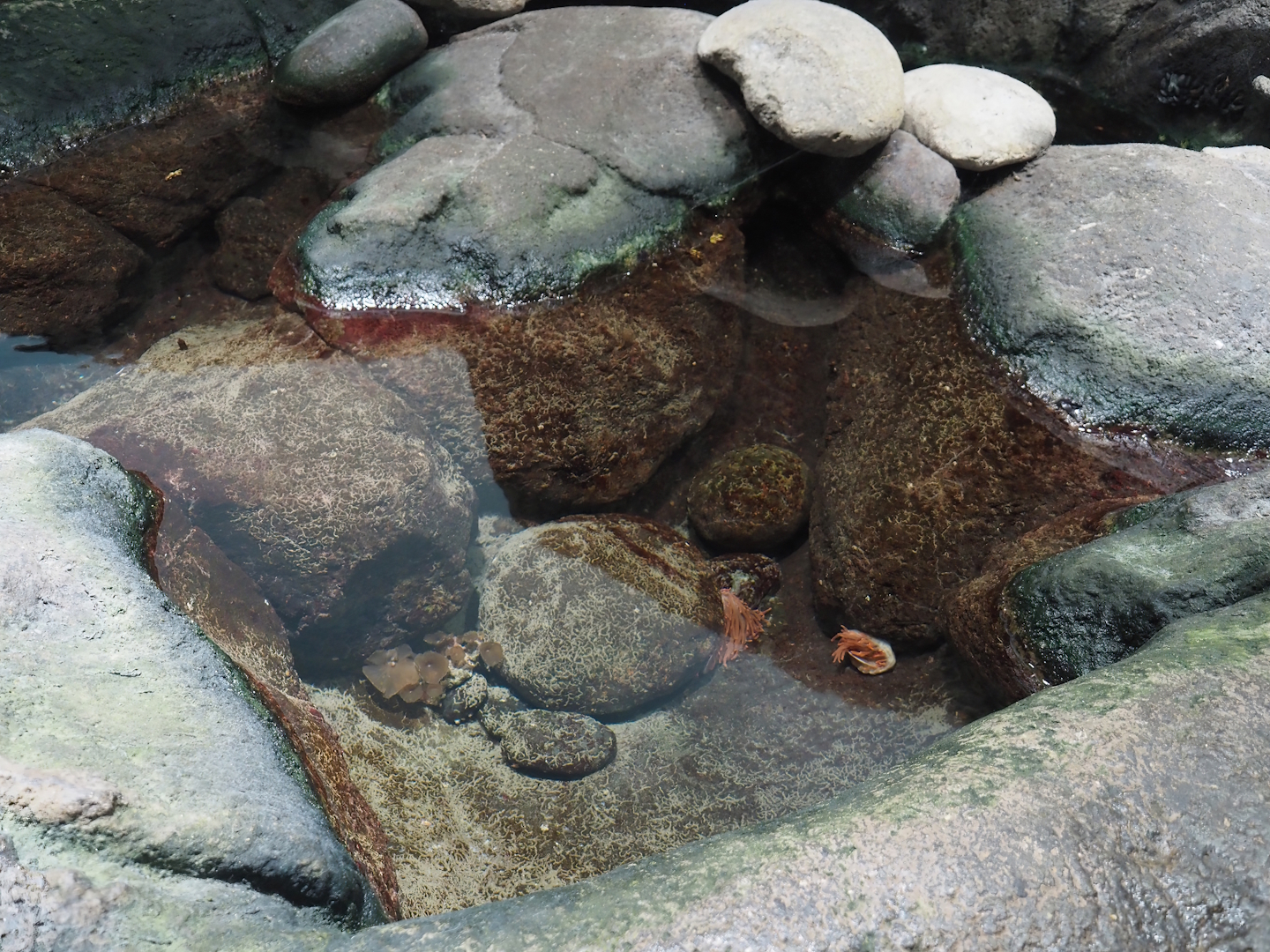 Rock pool with anemones and clownfish, 2025-05-17