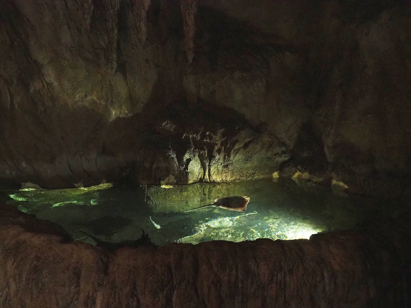 Rock pool with Atlantic/North Sea rays, 2023-05-15