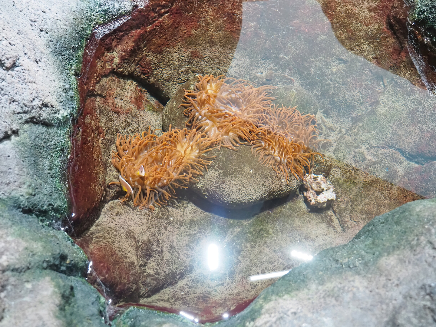 Rock pool with sea anemones and clown fish, 2023-10-07