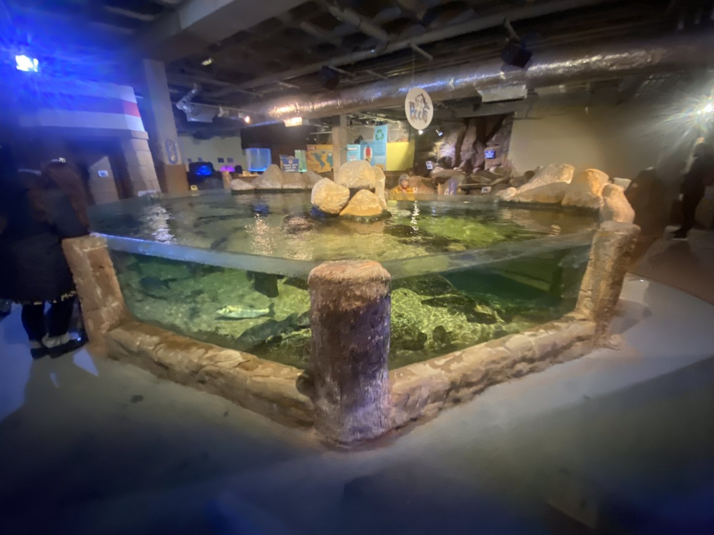 Rock Pools exhibit 251123