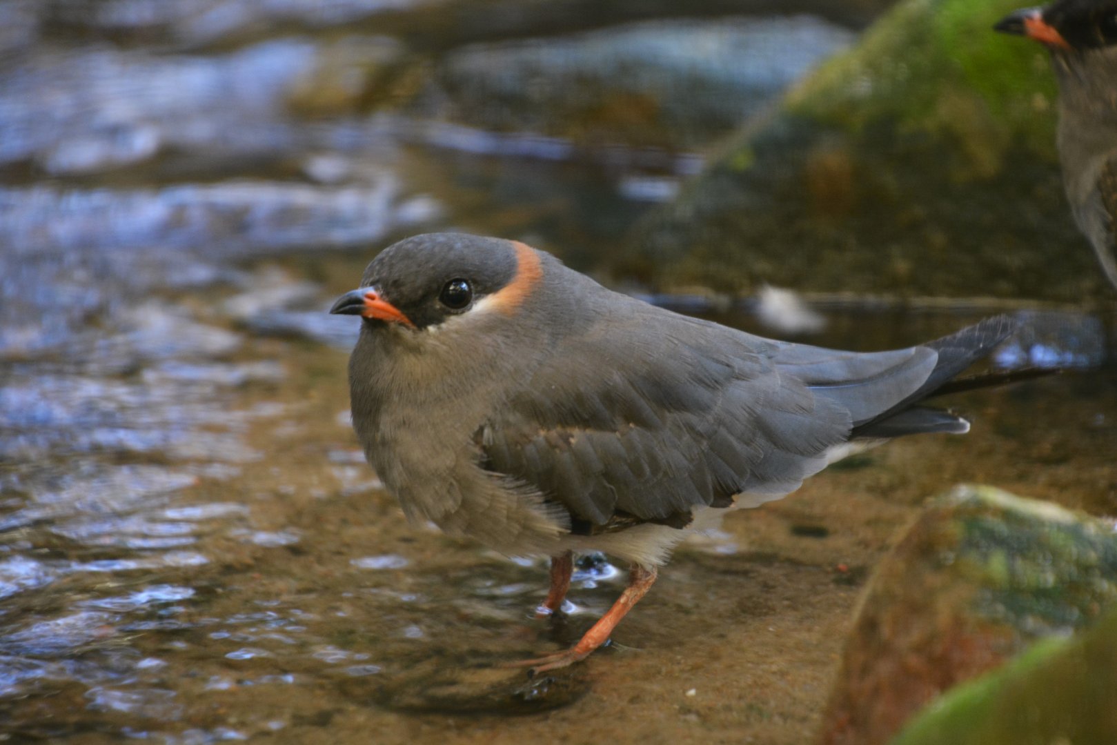 Rock pratincole (Glareola nuchalis liberiae)