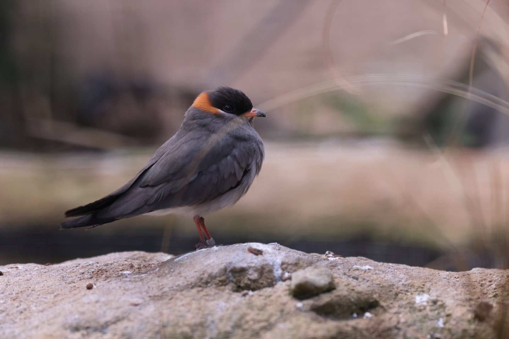 Rock Pratincole (Glareola nuchalis)