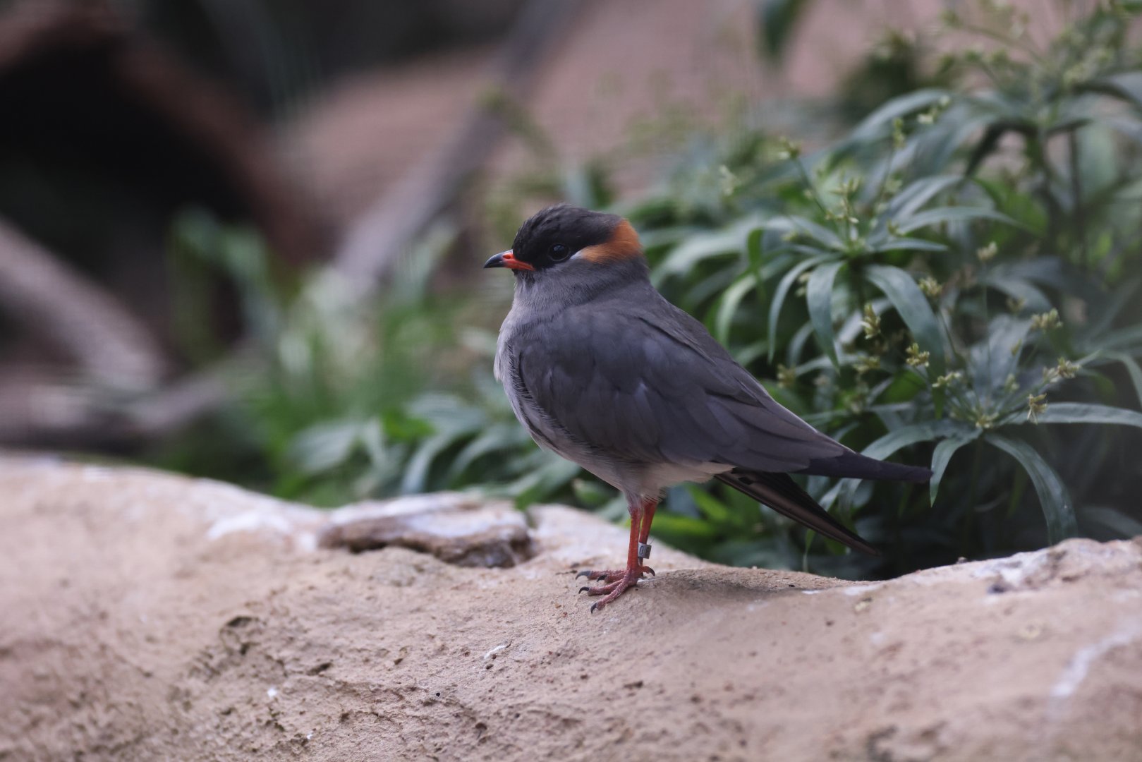 Rock Pratincole (Glareola nuchalis)