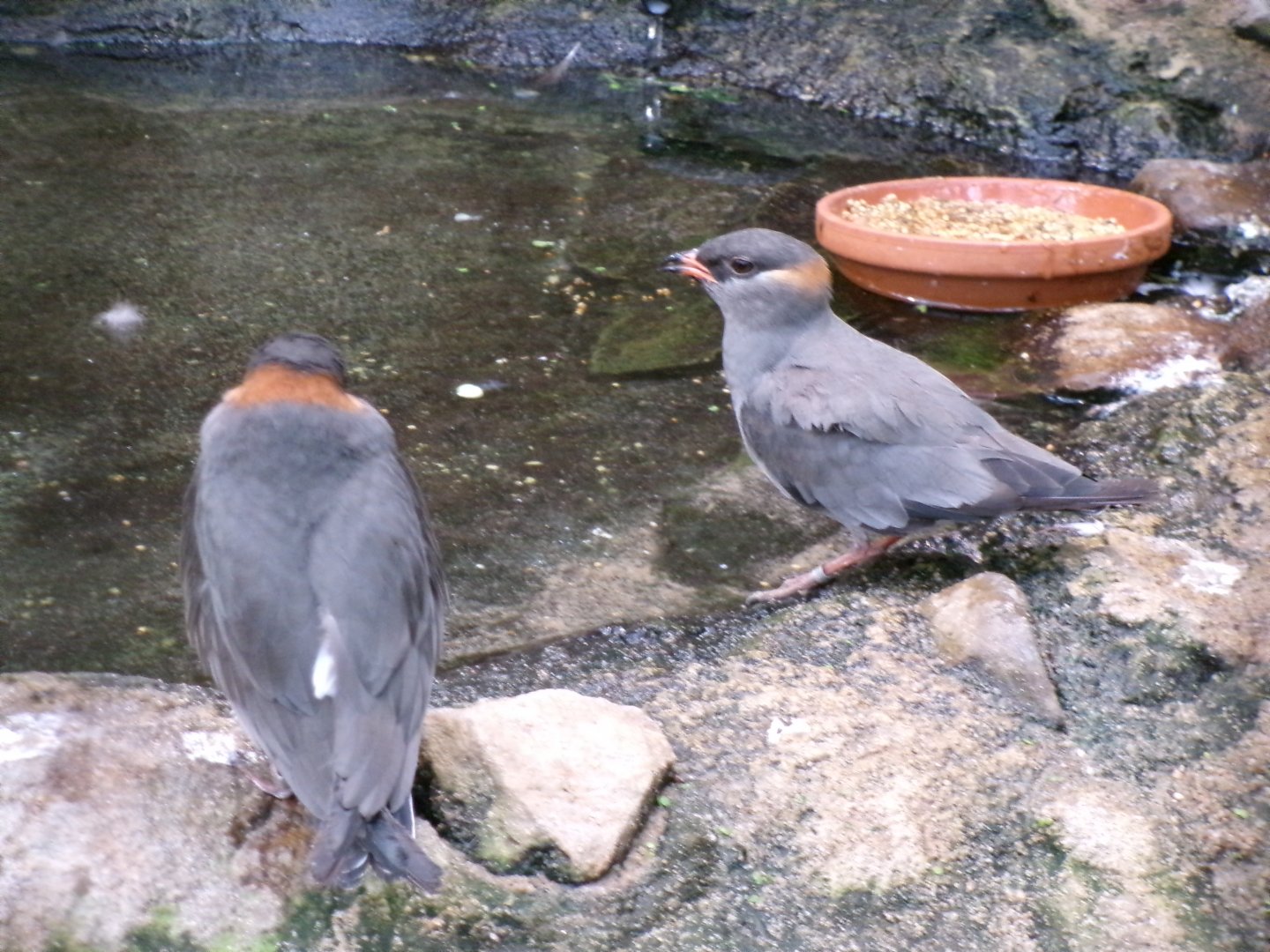 Rock pratincoles