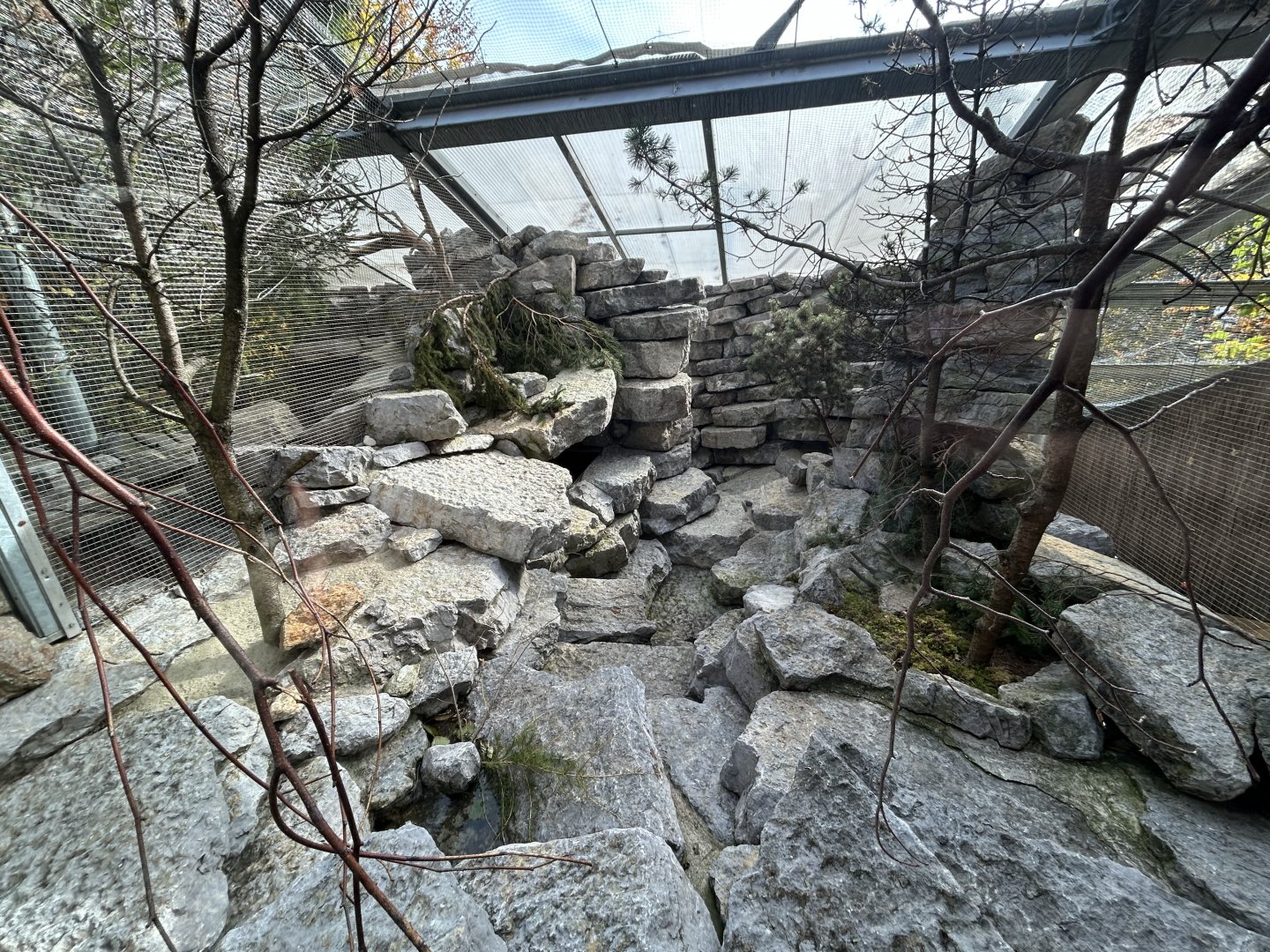 Rock Ptargmigan Aviary