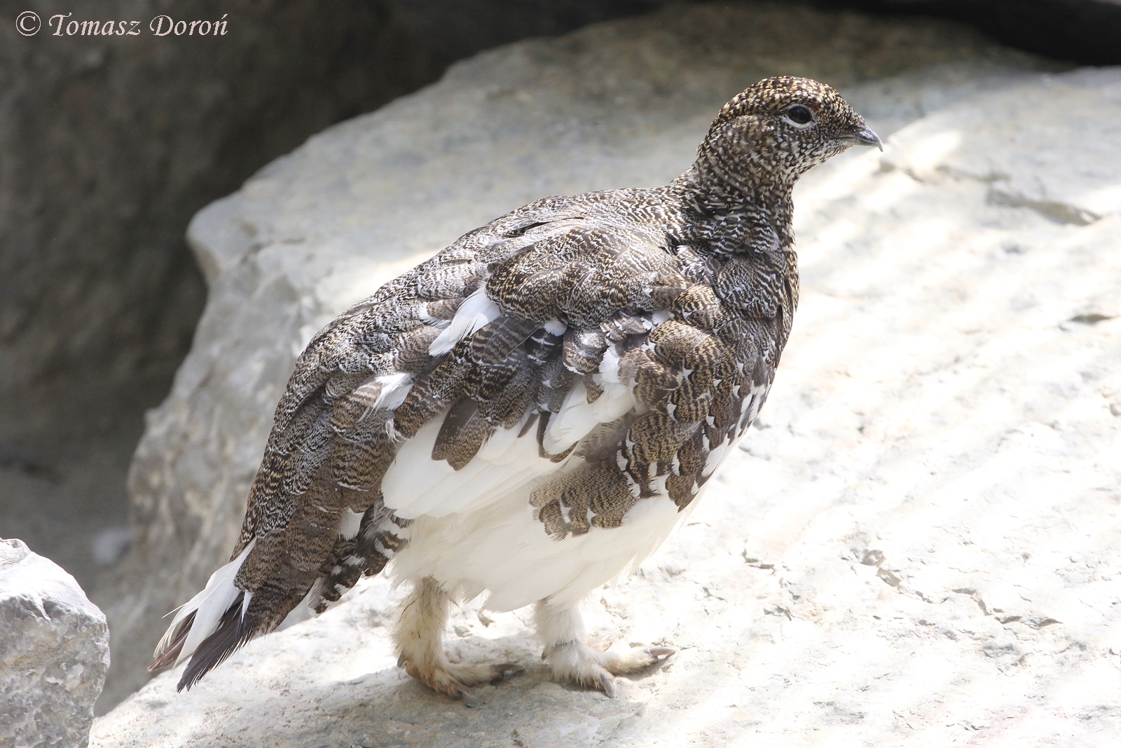 Rock Ptarmigam (Lagopus muta helveticus), July 2017