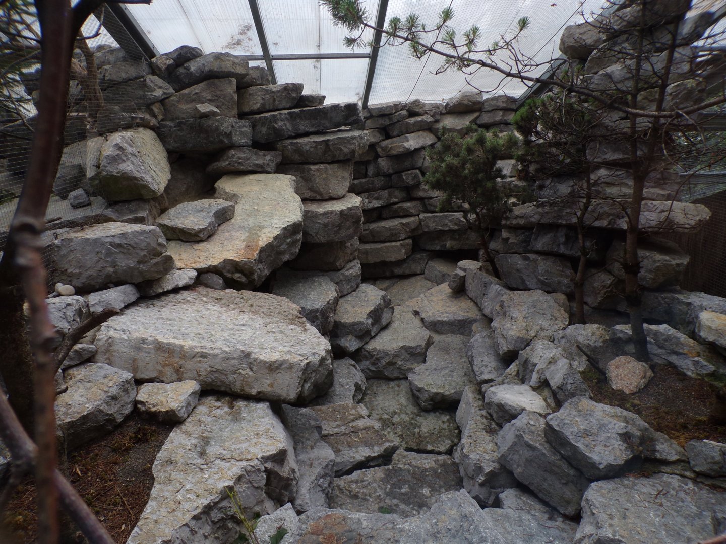 Rock ptarmigan and White-winged snowfinch aviary 9.7.25