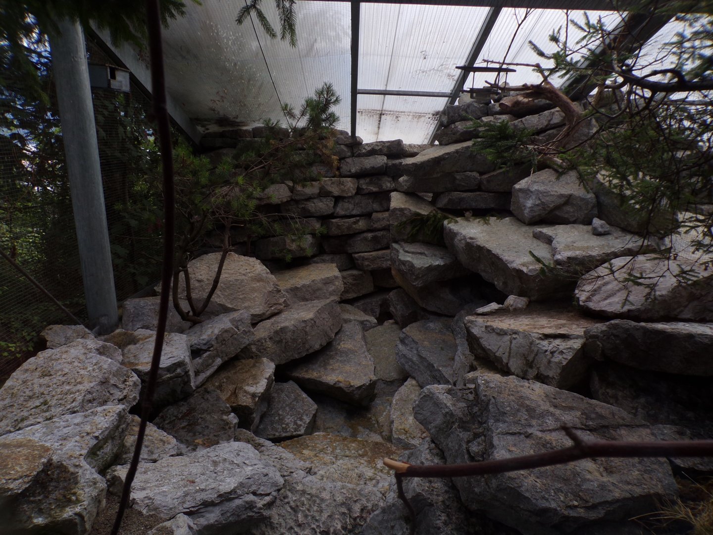 Rock ptarmigan and White-winged snowfinch aviary 9.7.25