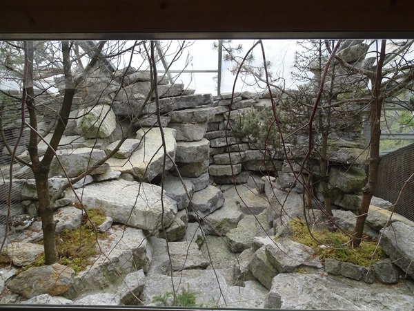 Rock ptarmigan enclosure