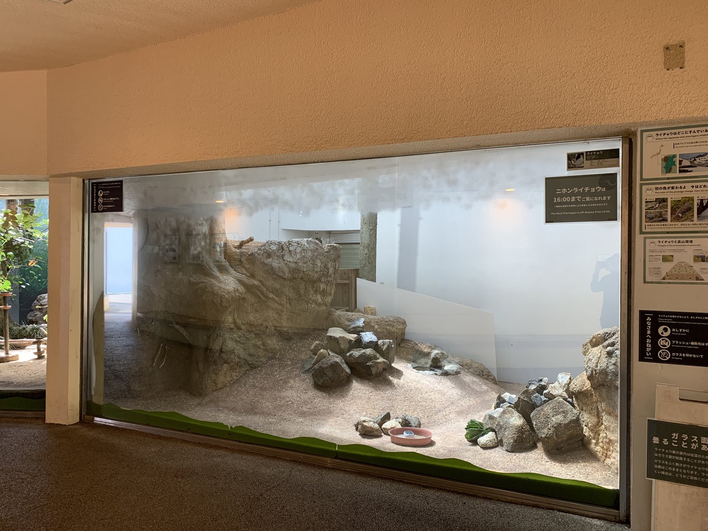 Rock Ptarmigan Exhibit