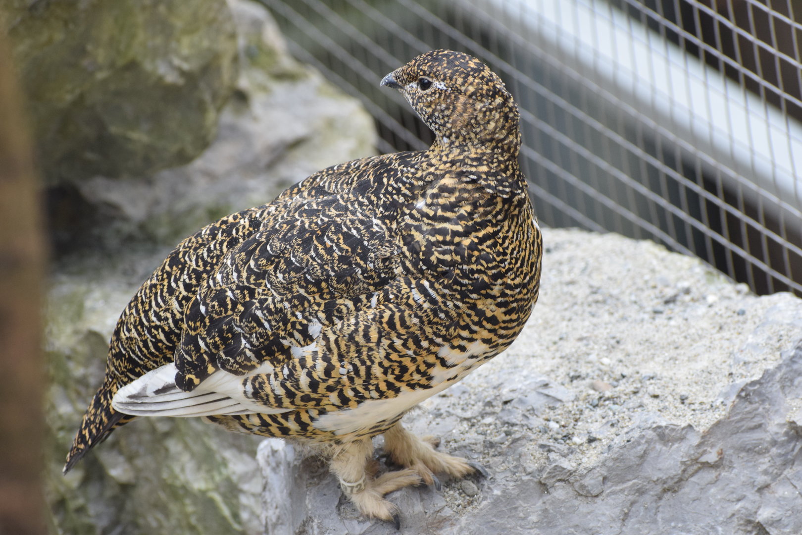 Rock Ptarmigan - female