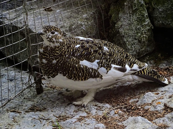 Rock ptarmigan (Lagopus muta) female
