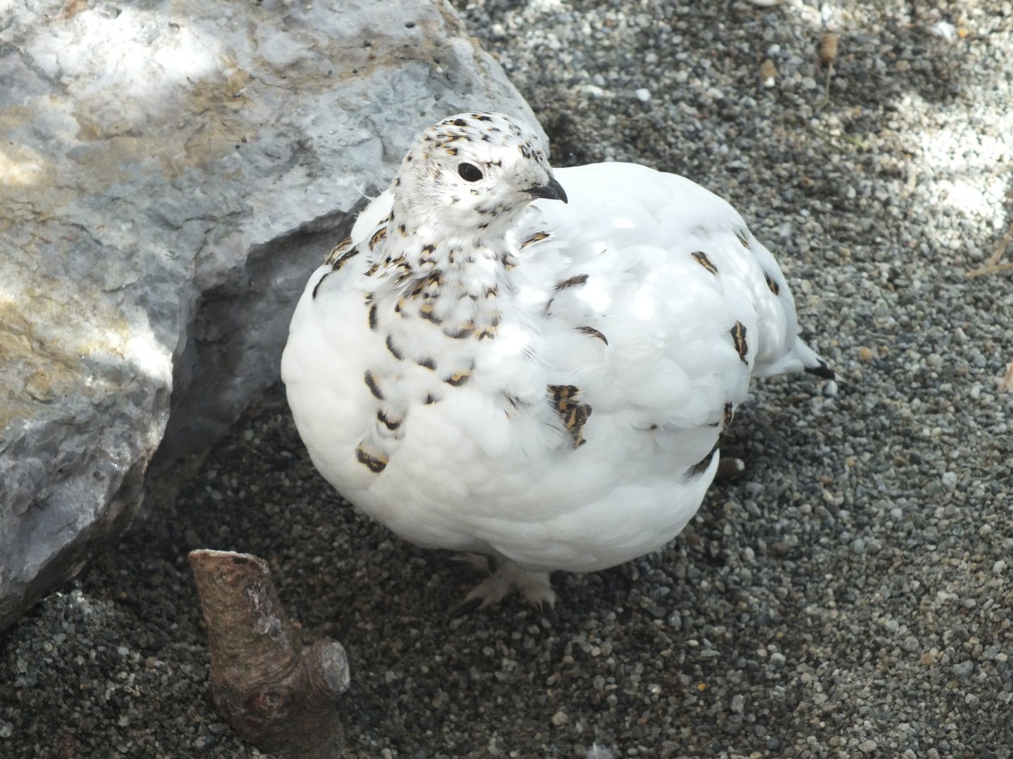 Rock Ptarmigan (Lagopus muta helvetica) at Alpenzoo Innsbruck - April 11 2015
