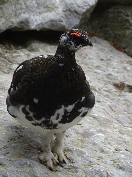 Rock ptarmigan (Lagopus muta) male