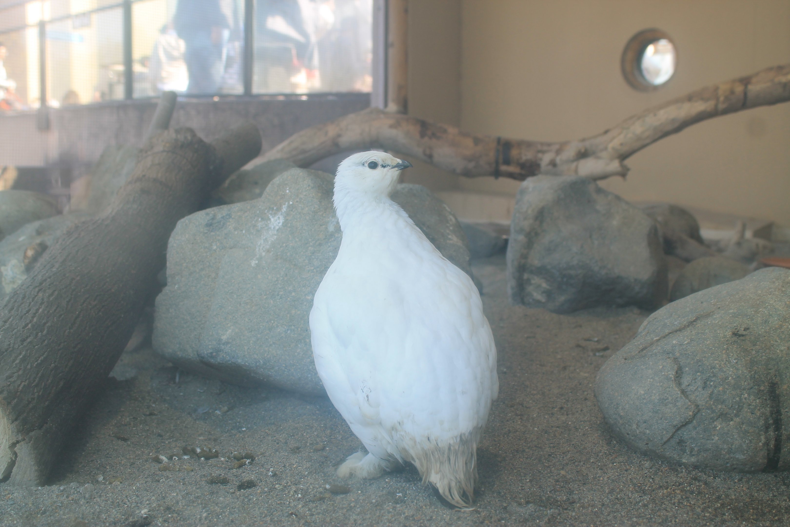 Rock Ptarmigan (Lagopus muta)