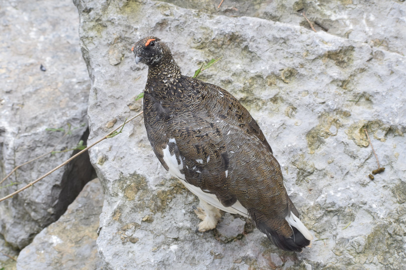 Rock Ptarmigan -male