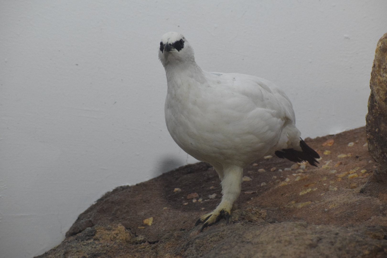 Rock ptarmigan