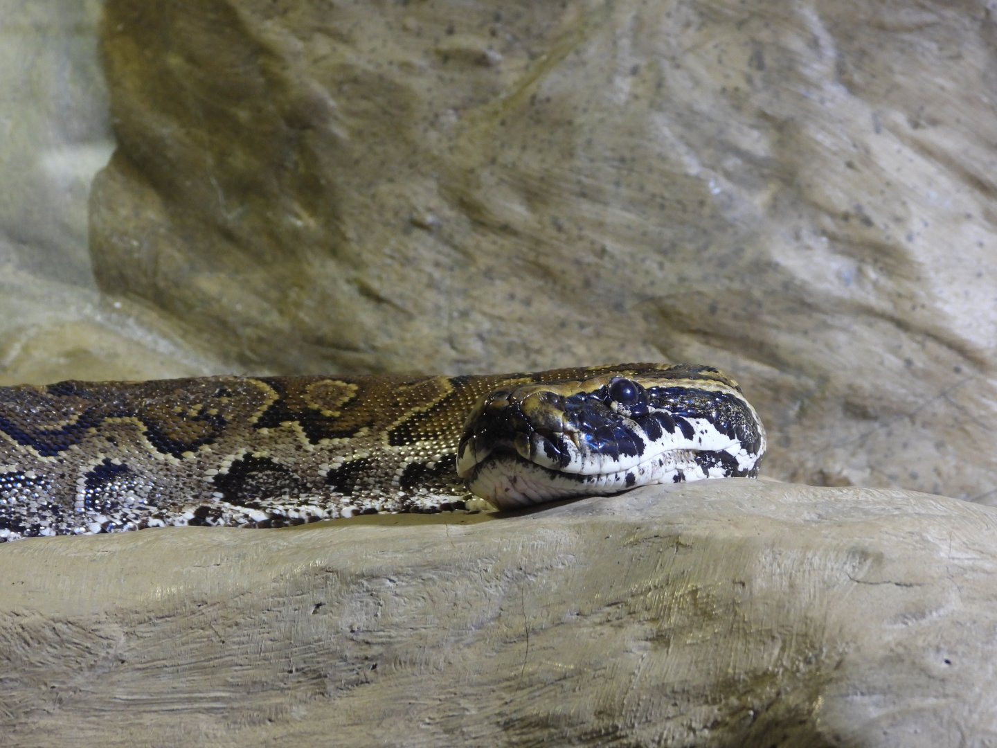 Rock python