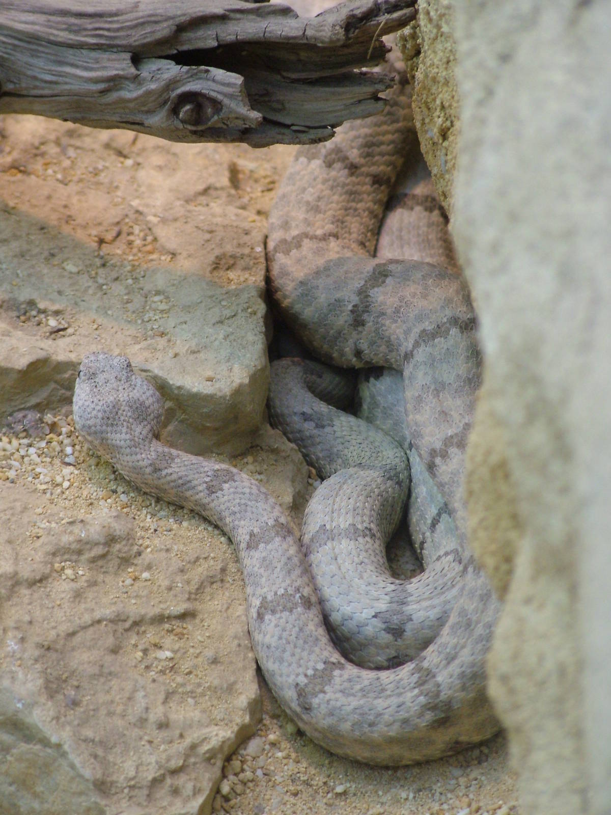 Rock Rattlesnake at Frankfurt 31/08/10