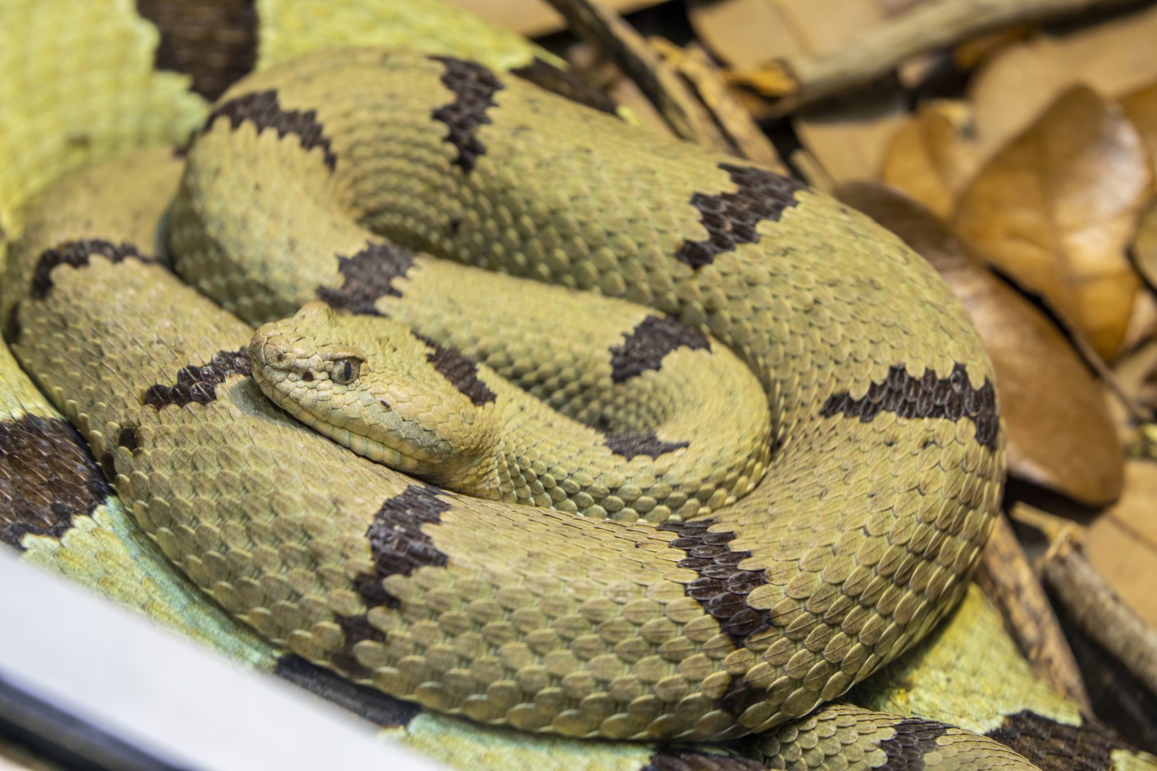 rock rattlesnake (Crotalus lepidus)