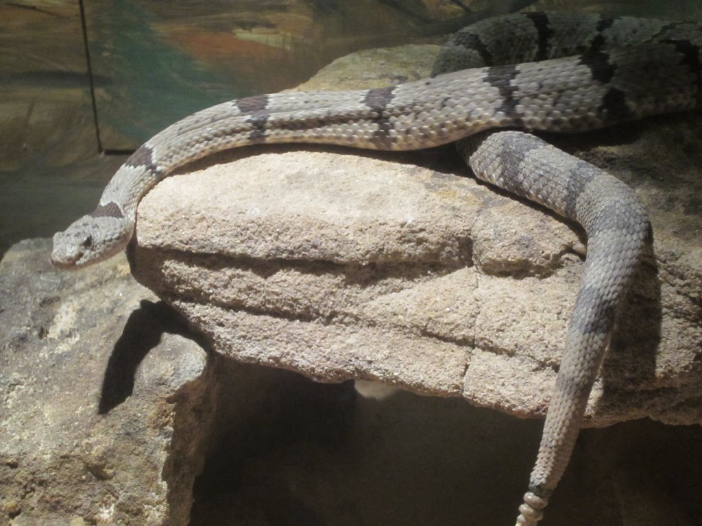 Rock Rattlesnake