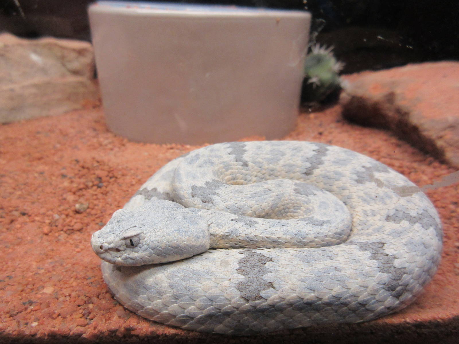 Rock Rattlesnake