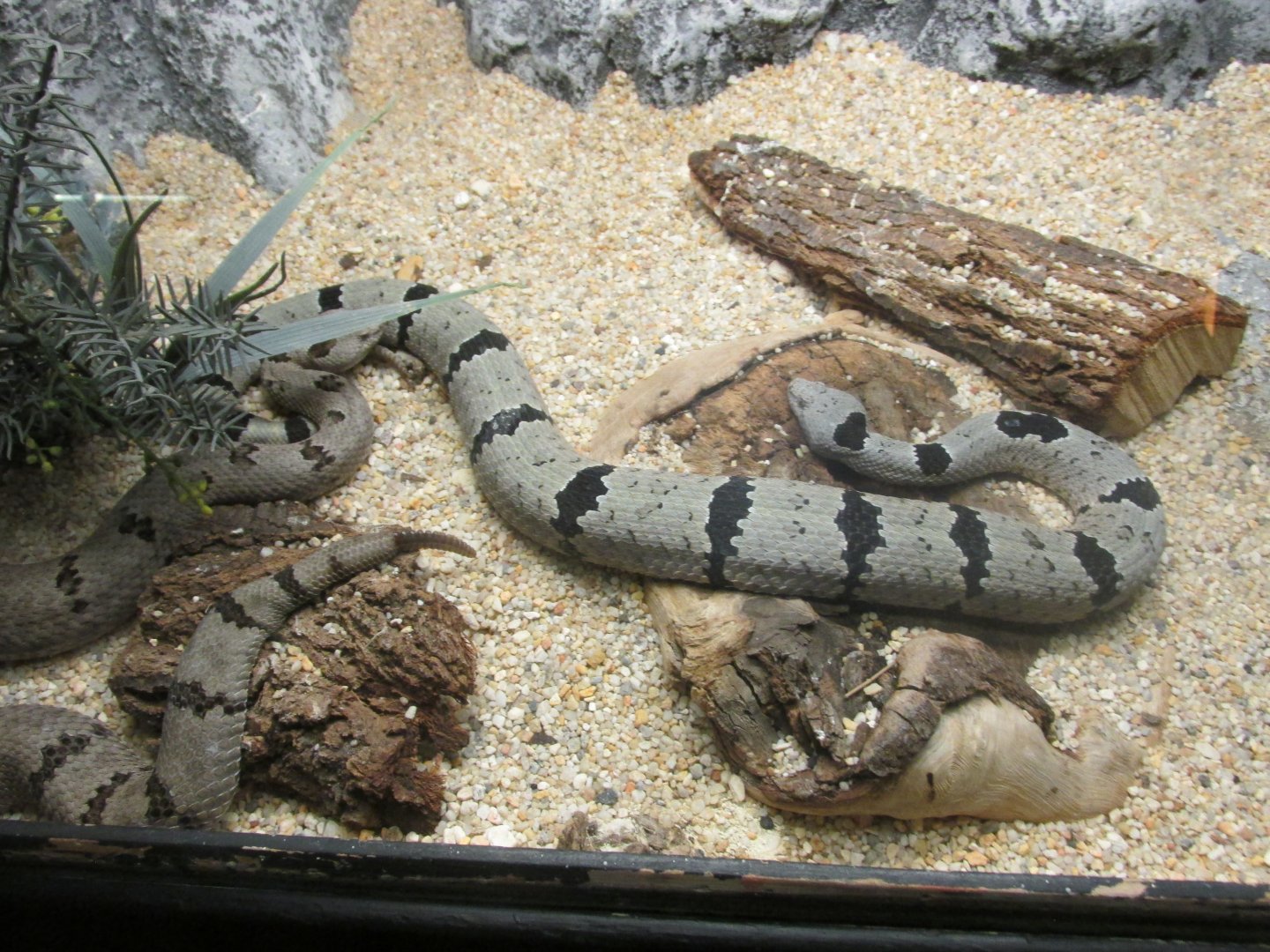 rock rattlesnake