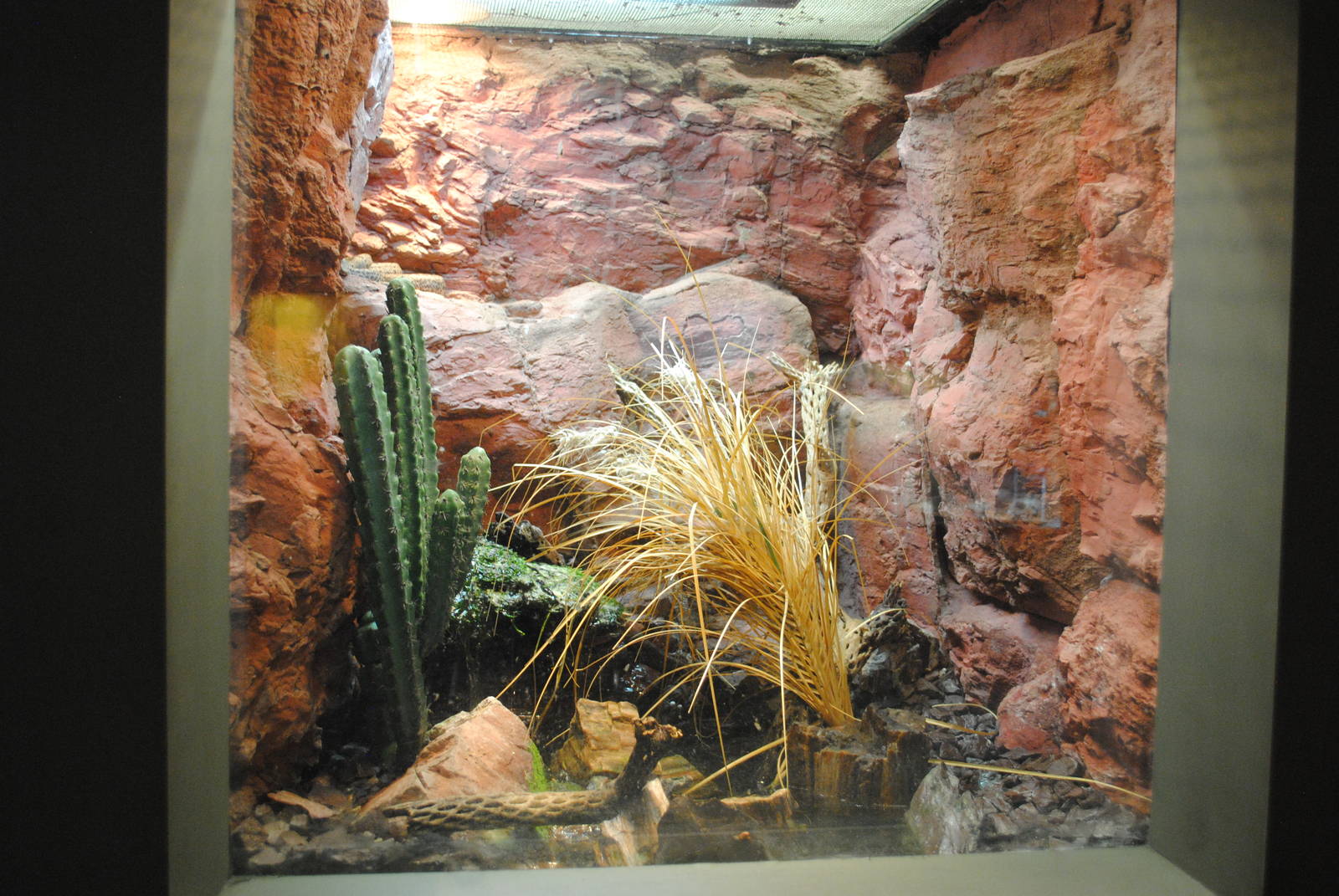Rock Rattlesnakes exhibit