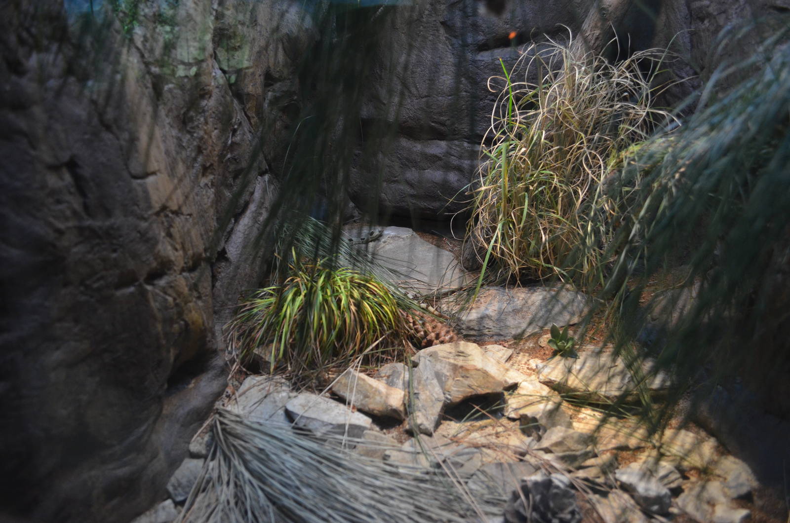 ROCK/RIDGE-NOSED RATTLESNAKE EXHIBIT