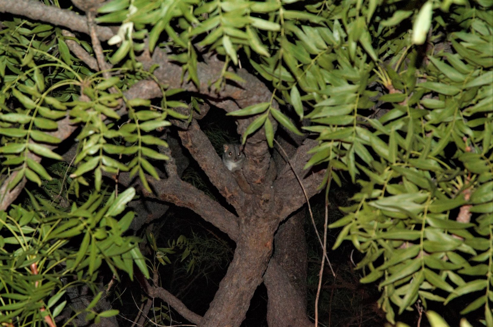 Rock Ringtail Possum (Petropseudes dahli)