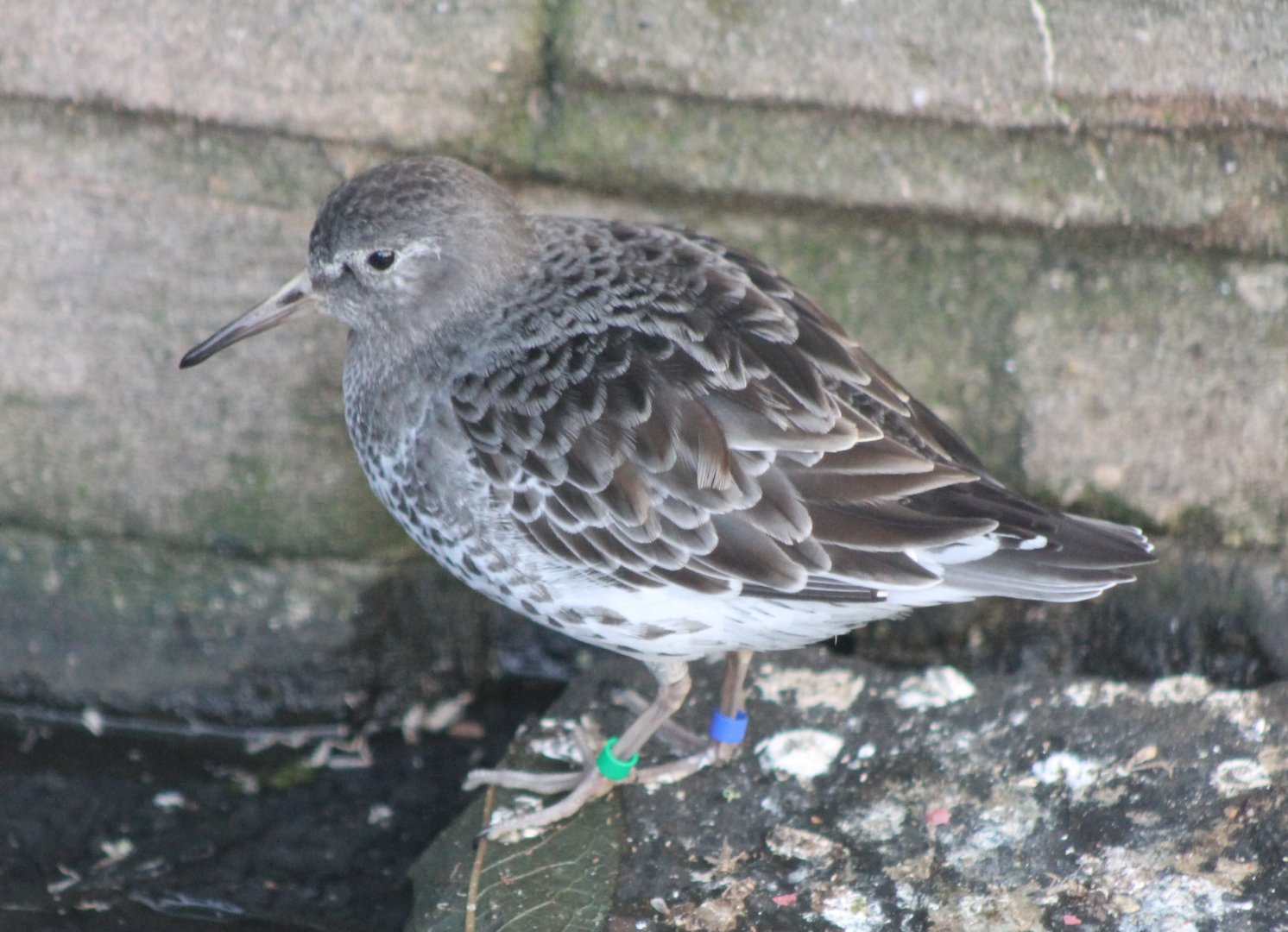 Rock sandpiper - dark form