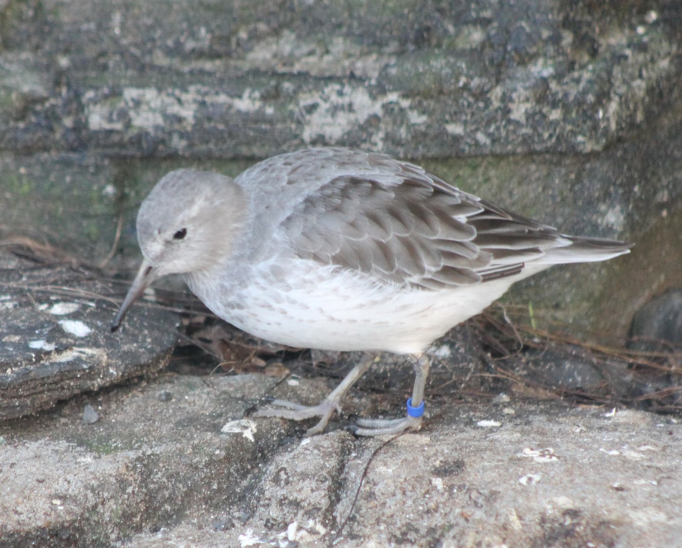Rock sandpiper -light form