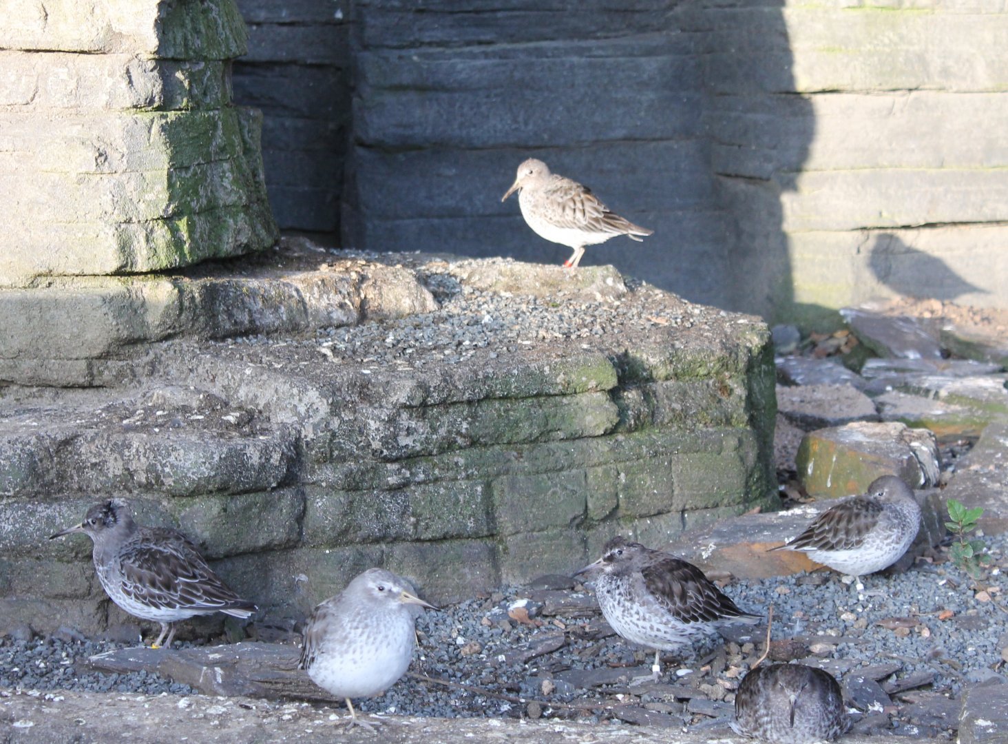 Rock sandpipers