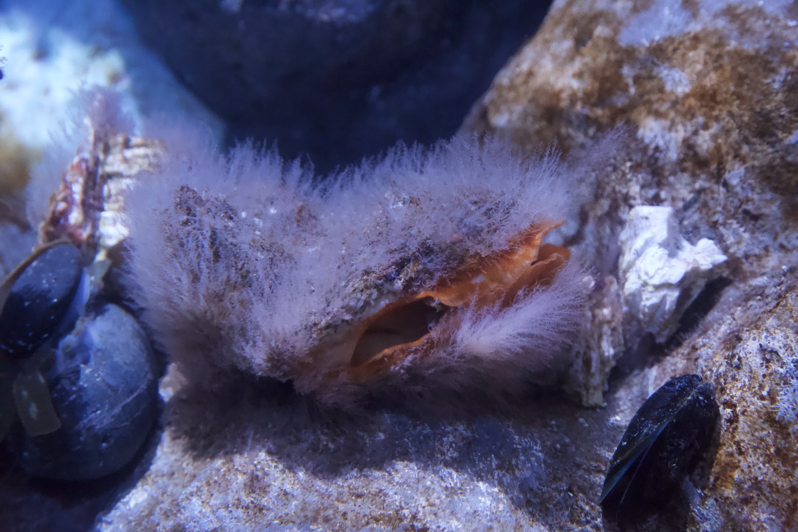 Rock Scallop/ Crassadoma gigantea