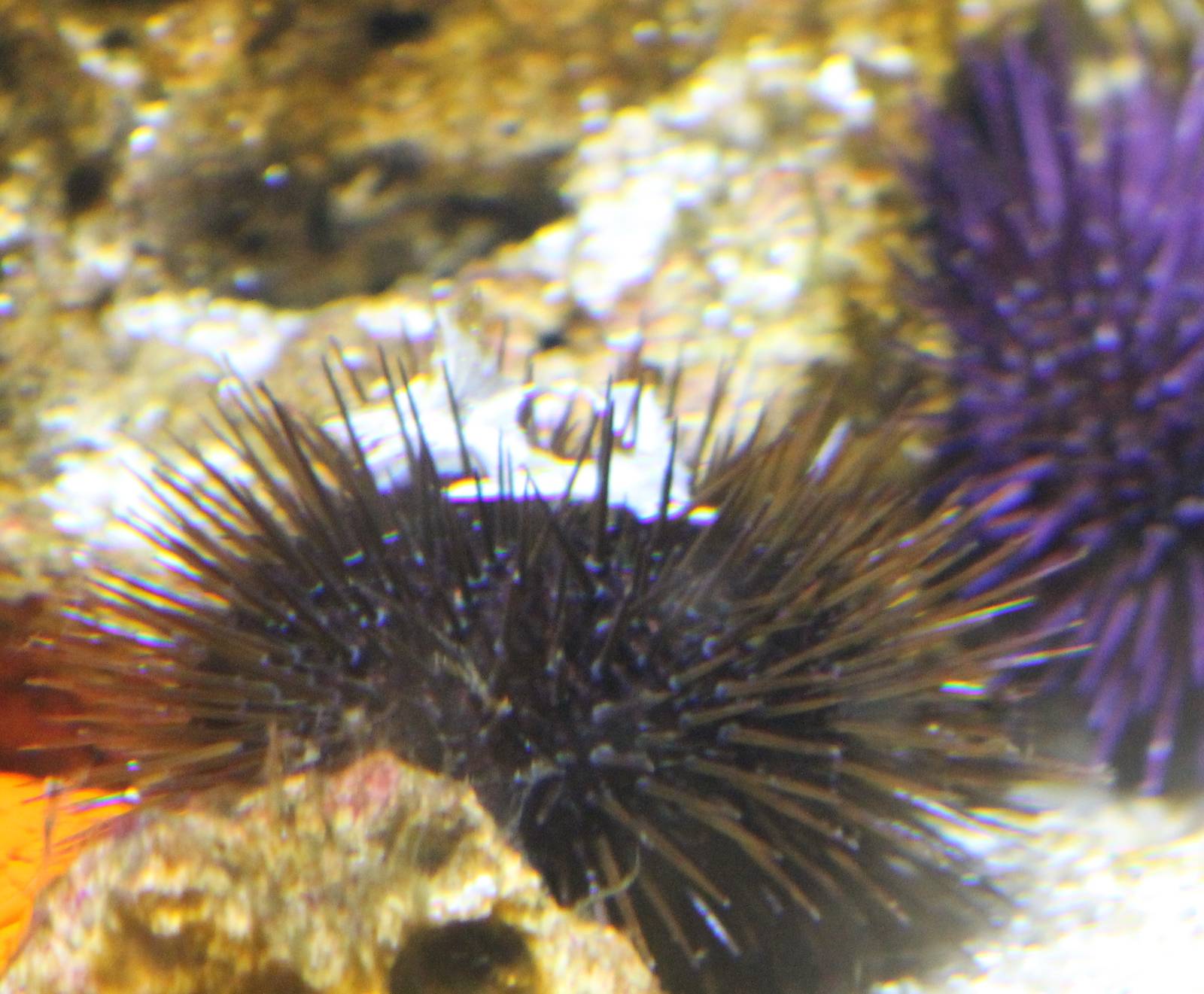 Rock sea-urchin